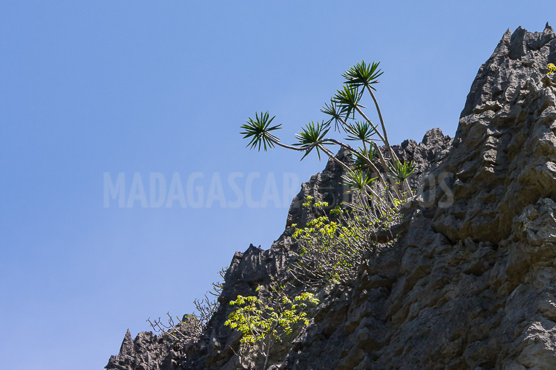 Vegetation of Ankarana