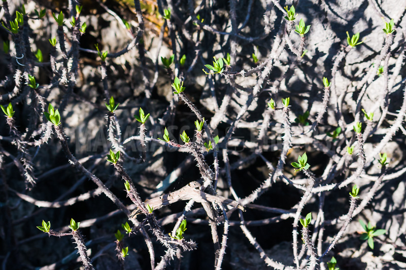 Vegetation of Ankarana