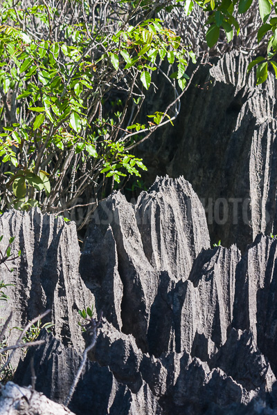 The tsingy of Ankarana