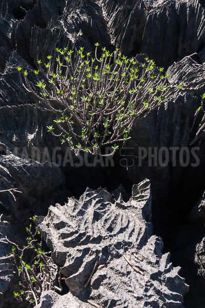 Vegetation of Ankarana