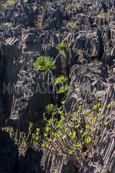 Vegetation of Ankarana