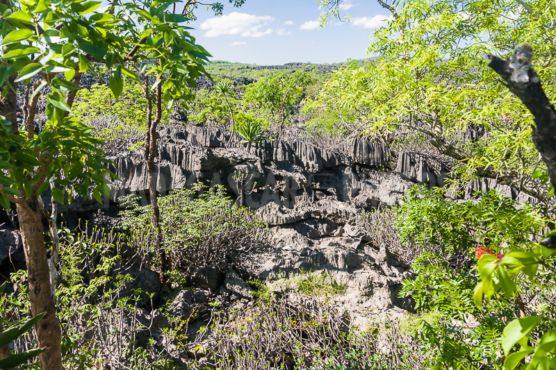Vegetation of Ankarana