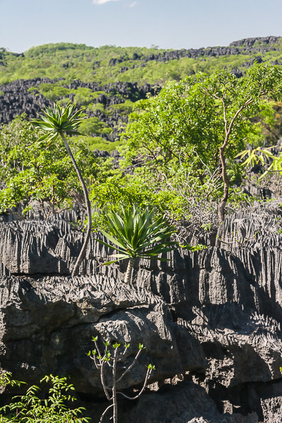 Vegetation of Ankarana