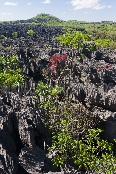 Vegetation of Ankarana