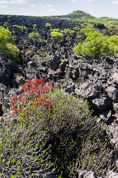 Vegetation of Ankarana