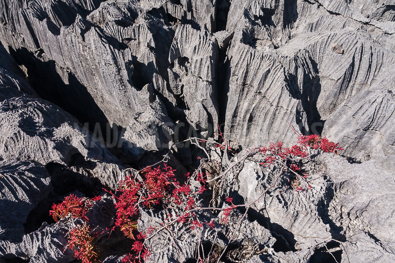 Vegetation of Ankarana