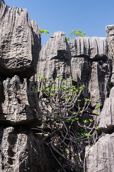 Vegetation of Ankarana