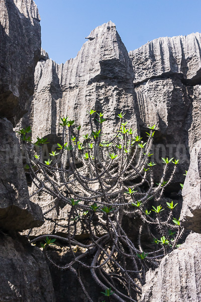 Vegetation of Ankarana