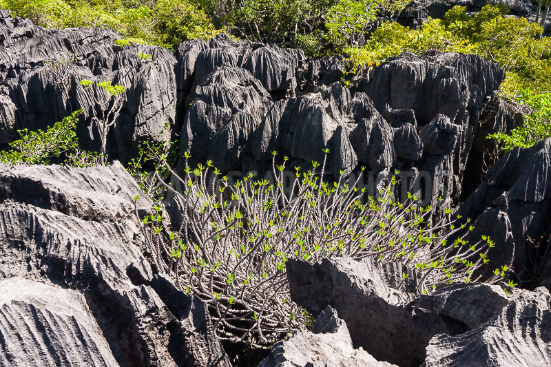 Vegetation of Ankarana