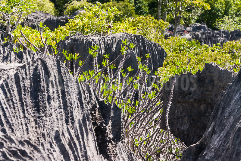 Vegetation of Ankarana