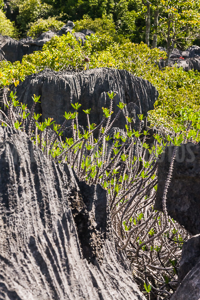 Vegetation of Ankarana