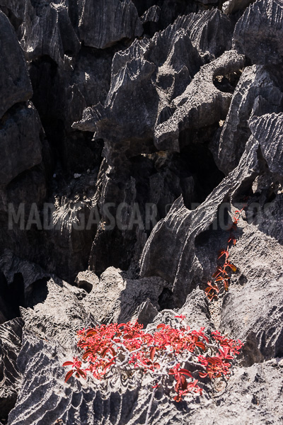 The tsingy of Ankarana