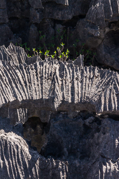 The tsingy of Ankarana