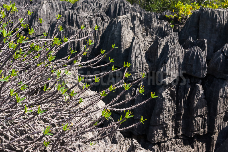 The Tsingy of Ankarana, Diego Suarez, Madagascar