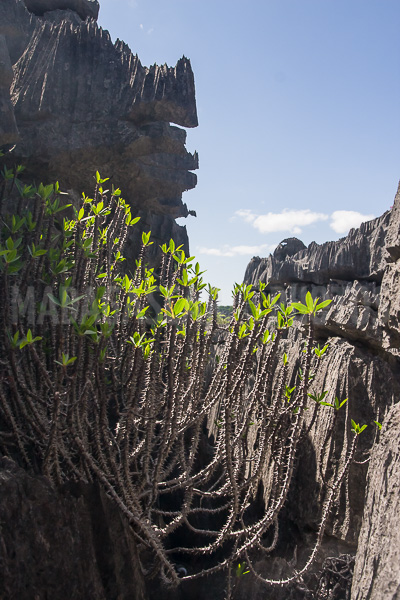 Vegetation of Ankarana