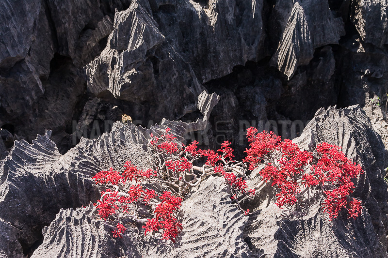 Vegetation of Ankarana