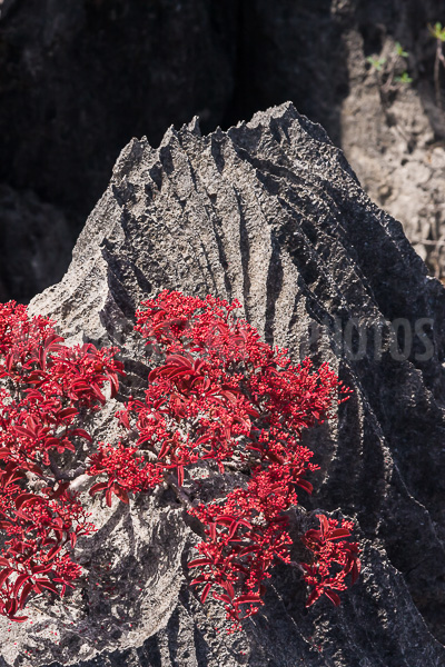 Vegetation of Ankarana