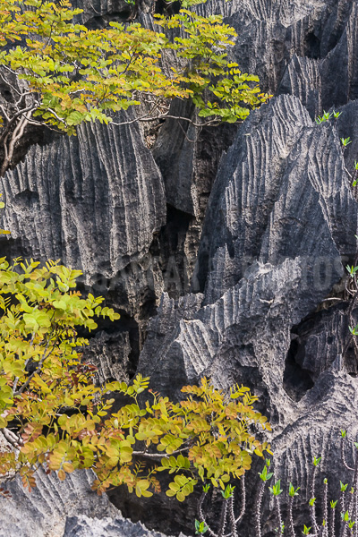 Vegetation of Ankarana
