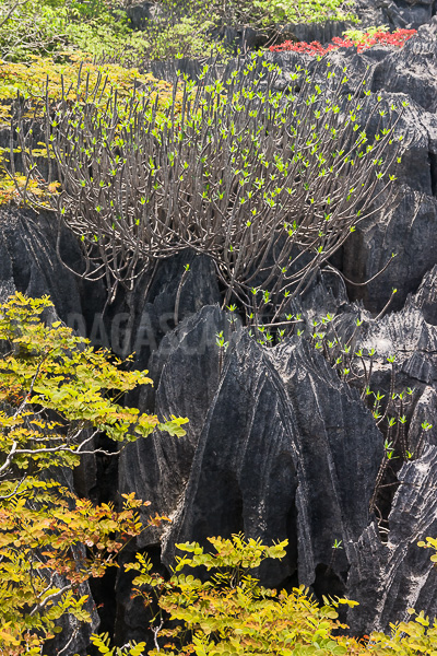 Vegetation of Ankarana