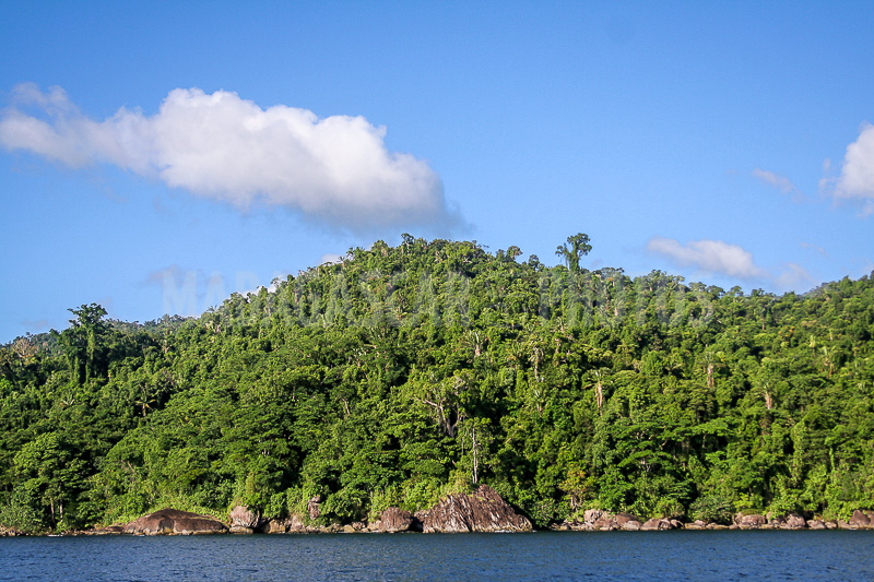 Masoala forest, Antongil bay, Madagascar