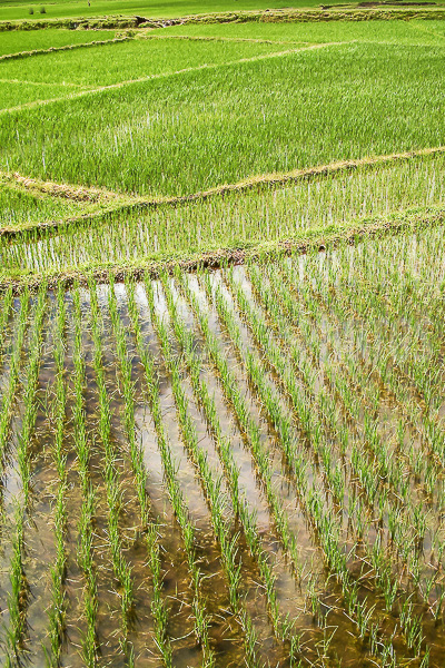 The rice fields of Antsirabe