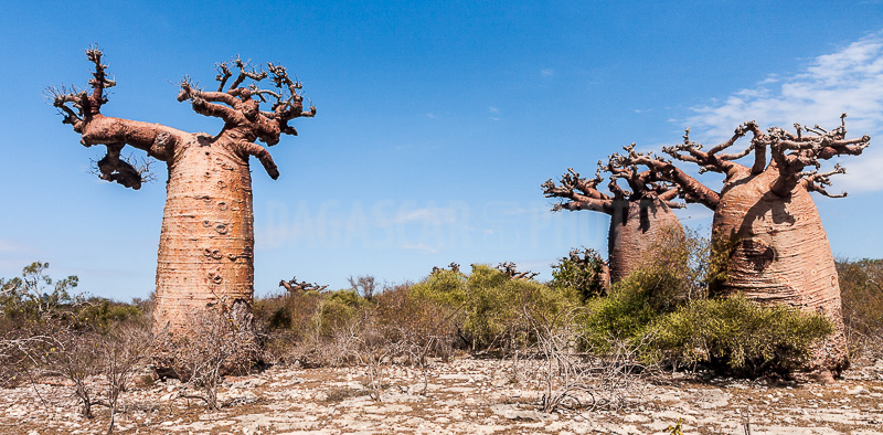 Baobabs of Andavadoaka
