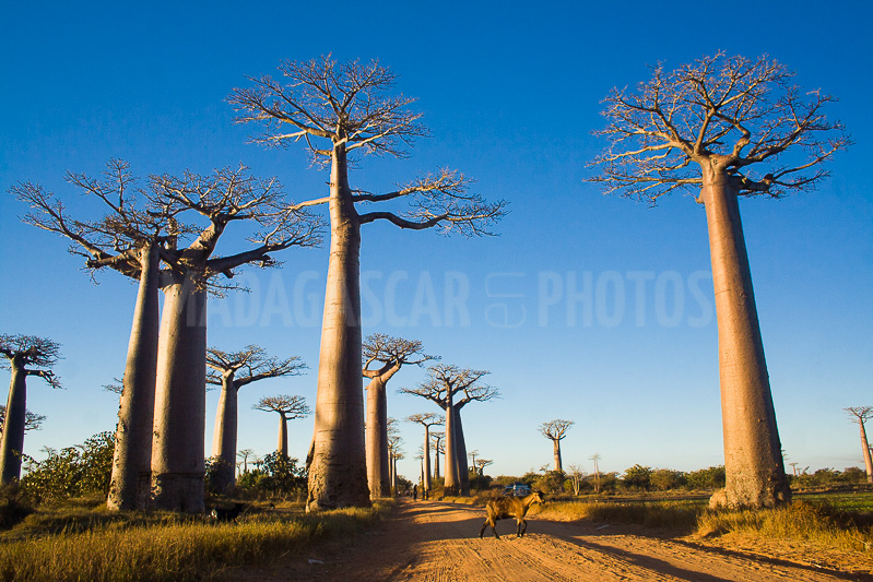 The Baobabs avenue of Morondava