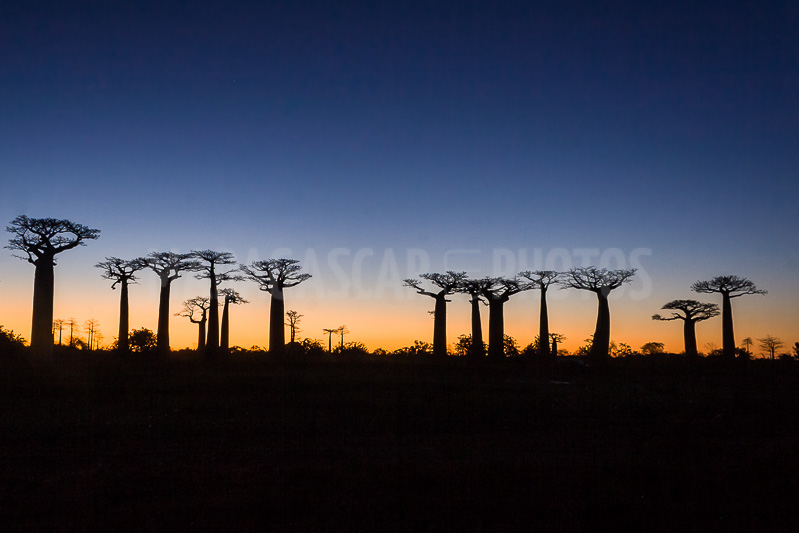 Sunset on the Baobabs avenue of Morondava