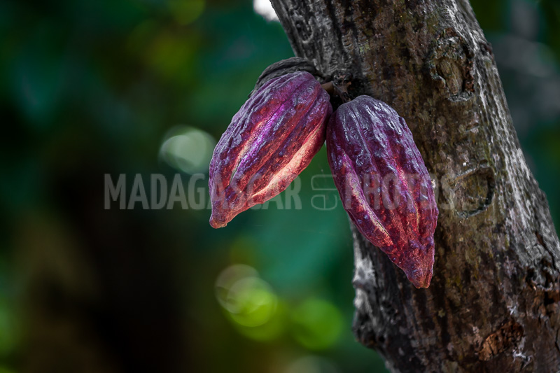 Cocoa pods of Madagascar on the cocoa tree
