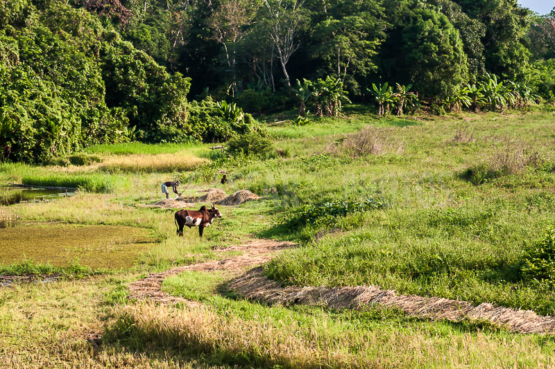 The countryside around Ambanja, Madagascar