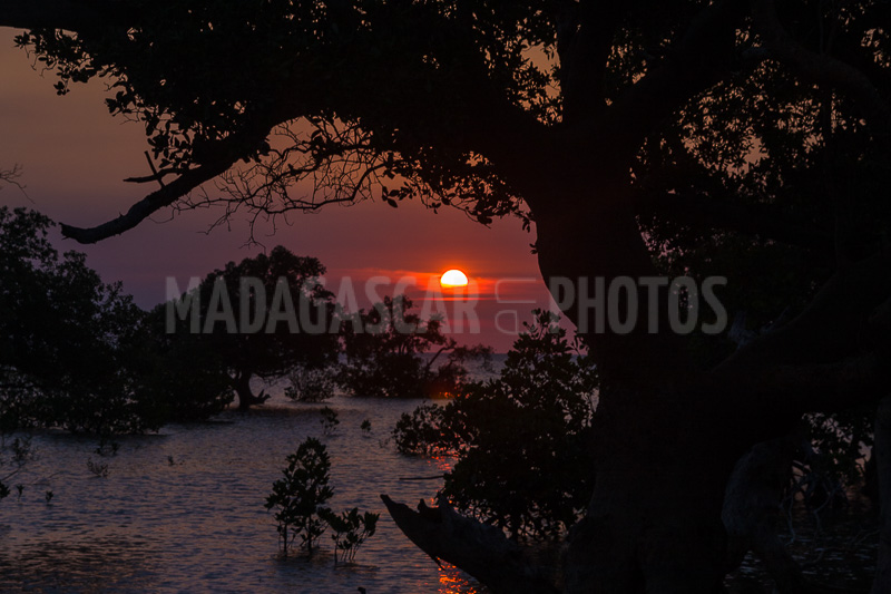 Sunset on the mangrove in the Courrier bay of Diego Suarez (Antsiranana)