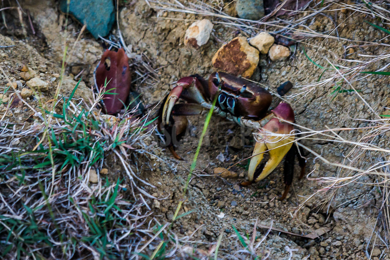Mangrove Crab in the Courrier bay of Diego Suarez (Antsiranana)
