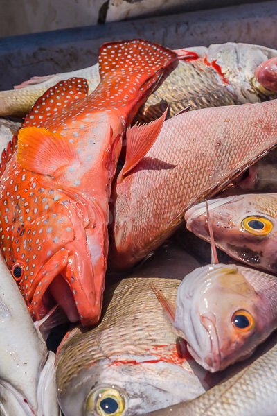 Return fishing in the Courrier bay of Diego Suarez (Antsiranana)