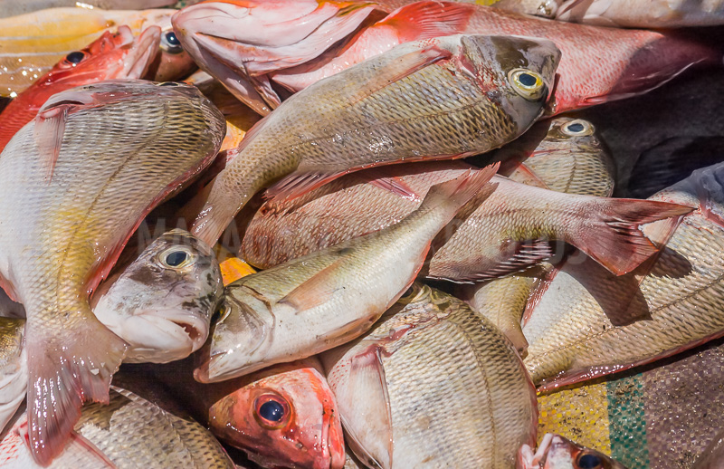 Return fishing in the Courrier bay of Diego Suarez (Antsiranana)