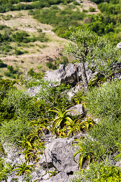 The vegetation of Windsor Castle of Diego Suarez (Antsiranana)