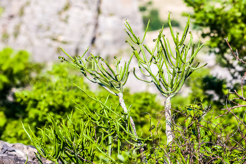 The vegetation of Windsor Castle of Diego Suarez (Antsiranana)