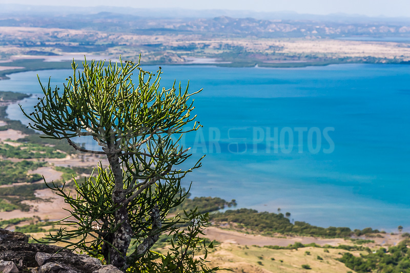 The vegetation of Windsor Castle of Diego Suarez (Antsiranana)