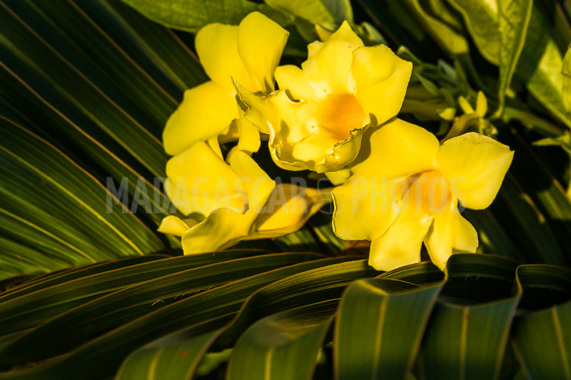Allamanda yellow, tropical flower of Madagascar