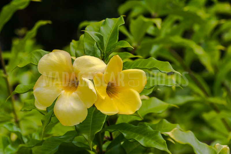 Allamanda yellow, tropical flower of Madagascar