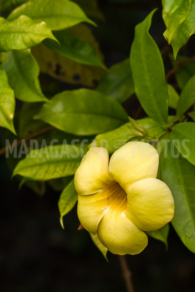 Allamanda yellow, tropical flower of Madagascar