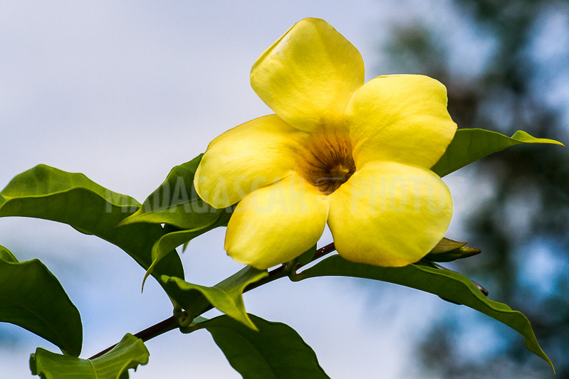 Allamanda yellow, tropical flower of Madagascar