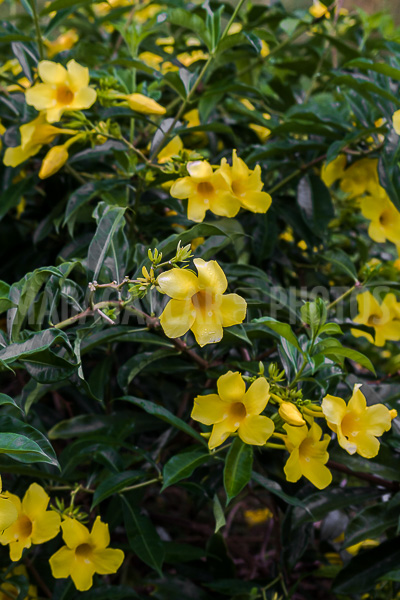 Allamanda yellow, tropical flower of Madagascar