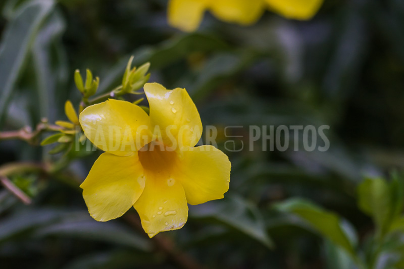 Allamanda yellow, tropical flower of Madagascar