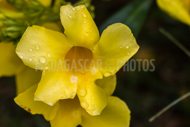 Allamanda yellow, tropical flower of Madagascar