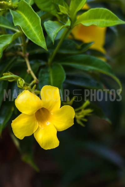 Allamanda yellow, tropical flower of Madagascar