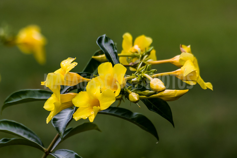 Allamanda yellow, tropical flower of Madagascar