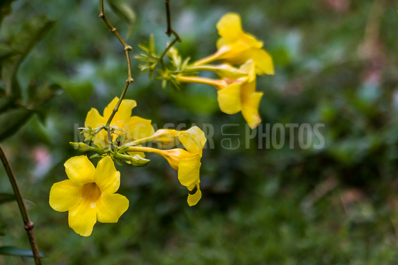 Allamanda yellow, tropical flower of Madagascar