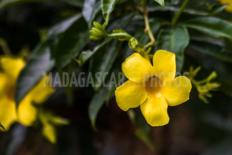 Allamanda yellow, tropical flower of Madagascar