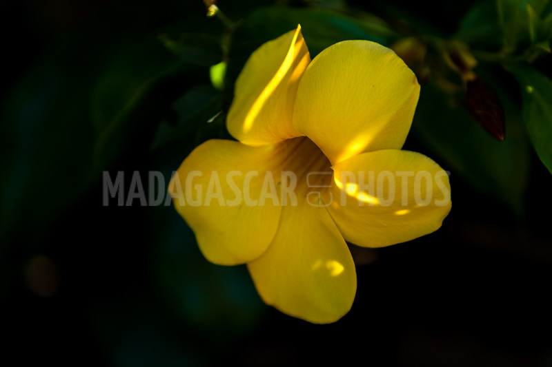 Allamanda yellow, tropical flower of Madagascar