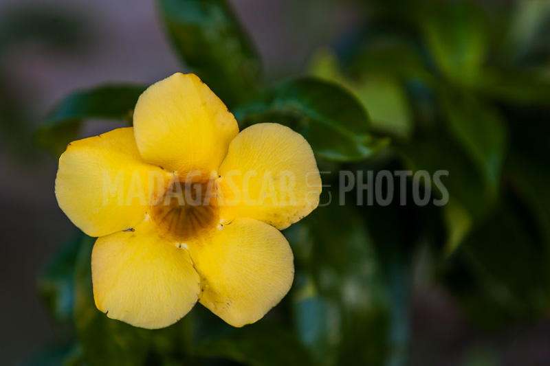 Allamanda yellow, tropical flower of Madagascar